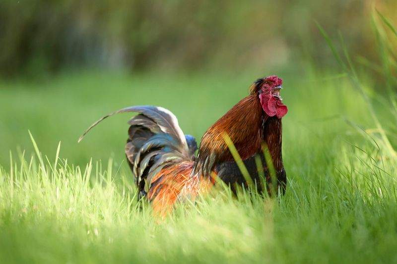 Coq & Tradition France
