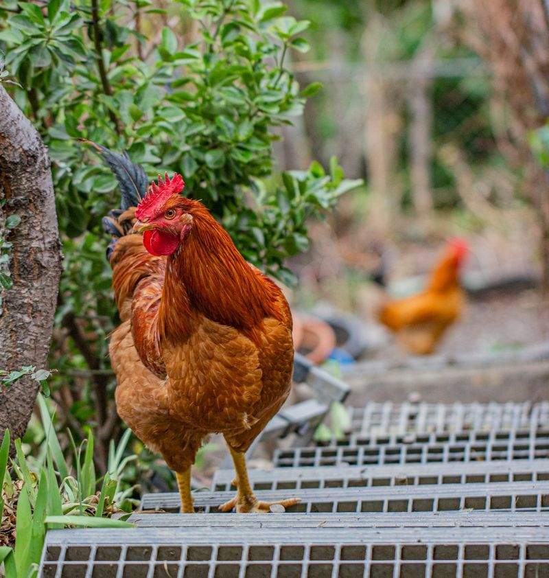 Bien choisir un coq pour votre basse-cour