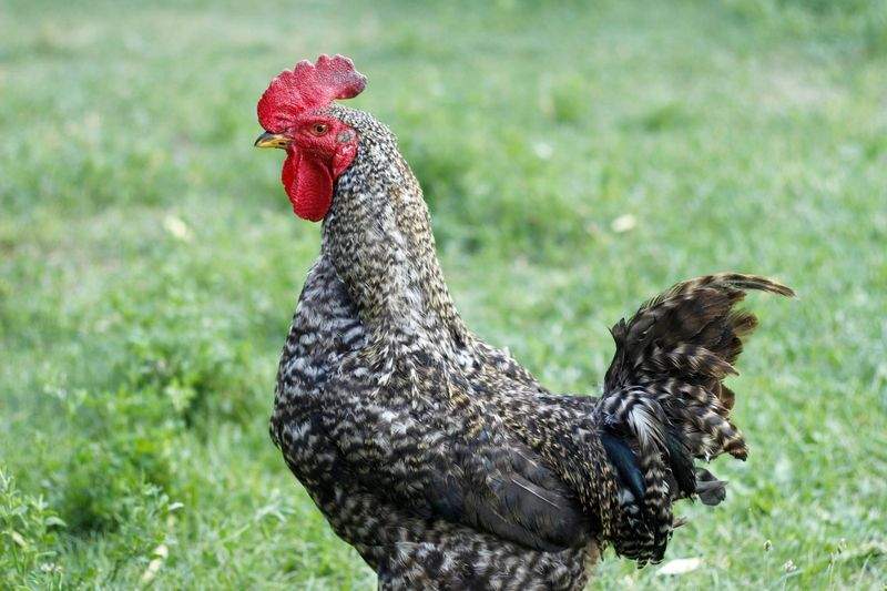 Les gestes essentiels pour accueillir un nouveau coq