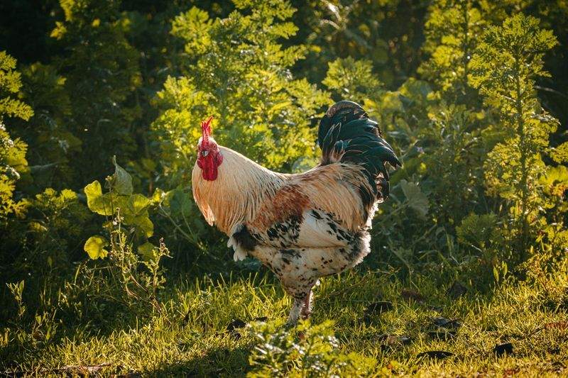 Coq & Tradition France 12