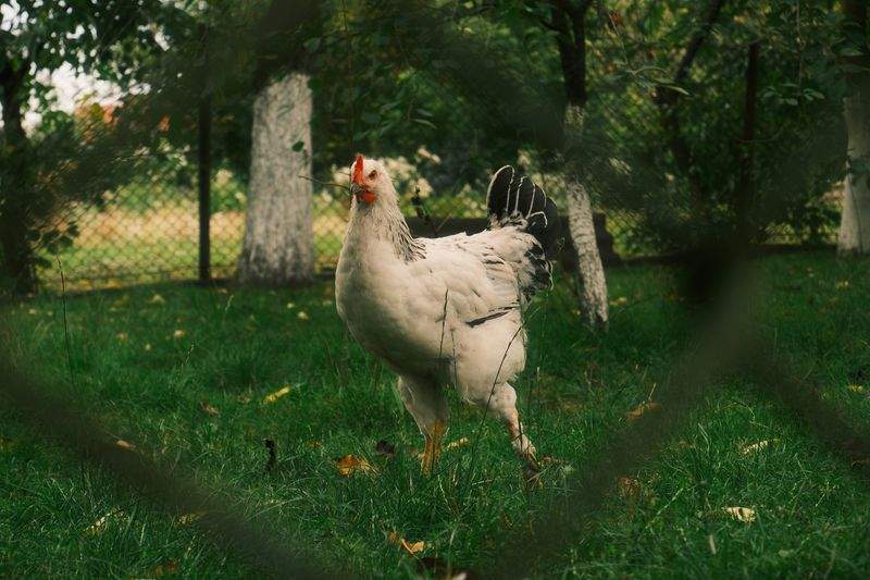 Coq & Tradition France 9
