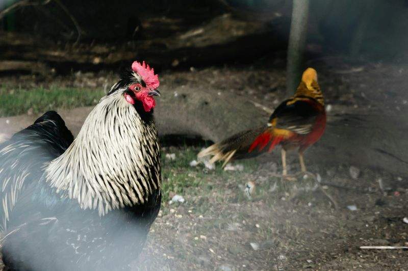 Coq & Tradition France
