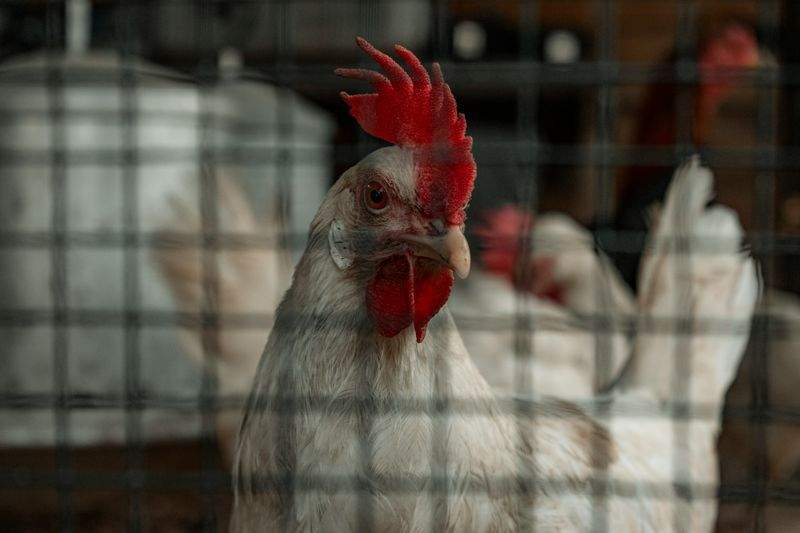 Coq & Tradition France